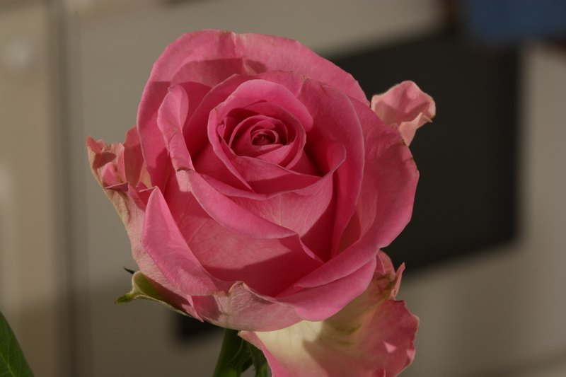 roses148.jpg